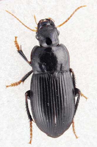 Réf. 321 877 : Harpalus tardus